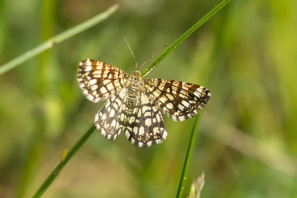 Clé Grille Dans Prairie Printemps — Photo