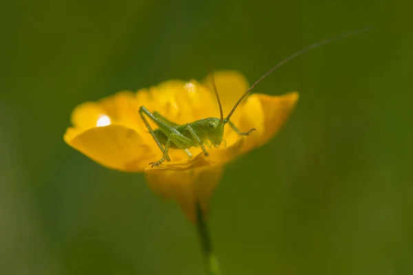 Pequeños Pajar Mariposa — Foto de Stock