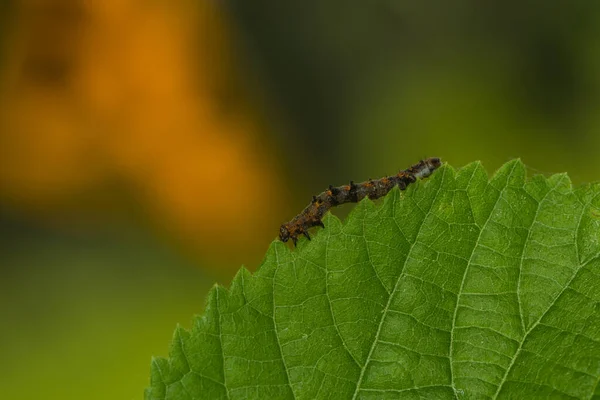 Bruco Striscia Sopra Foglia Dentata — Foto Stock