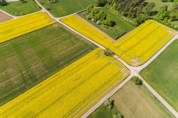 Vista Aérea Campos Colza Primavera —  Fotos de Stock