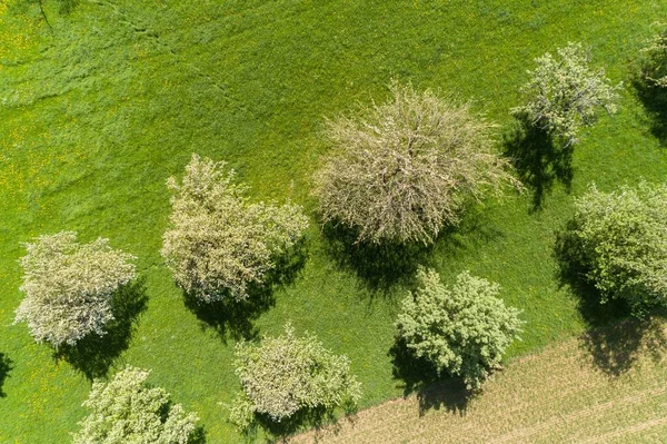 Blomstrende Trær Den Spredte Frukthagen Våren – stockfoto