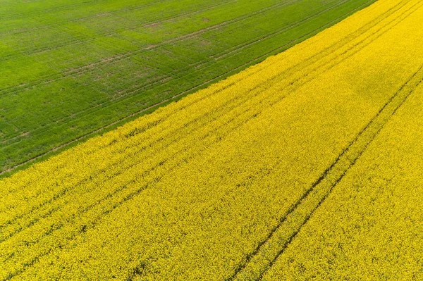 Aerial View Rapeseed Fields Spring — Stock Photo, Image