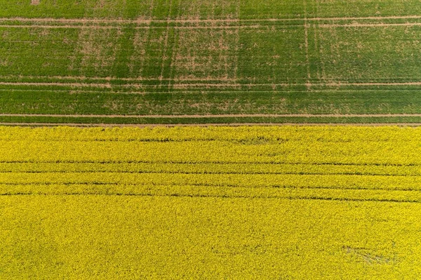 Aerial View Rapeseed Fields Spring — Stock Photo, Image