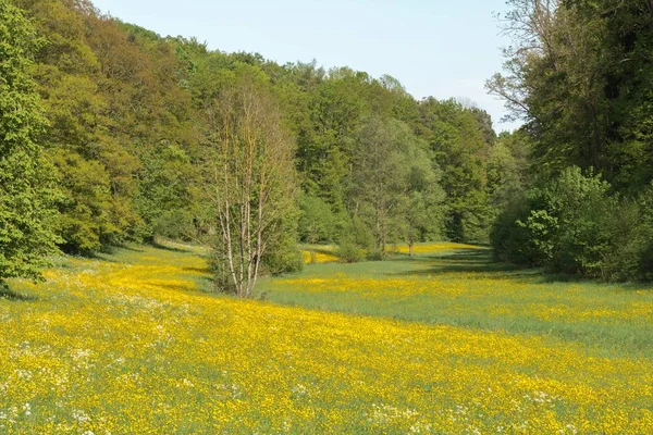 Butterblumenwiese Tal — Stockfoto