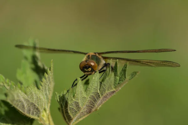 Freshly Hatched Hawk Dragonfly — Stock Photo, Image