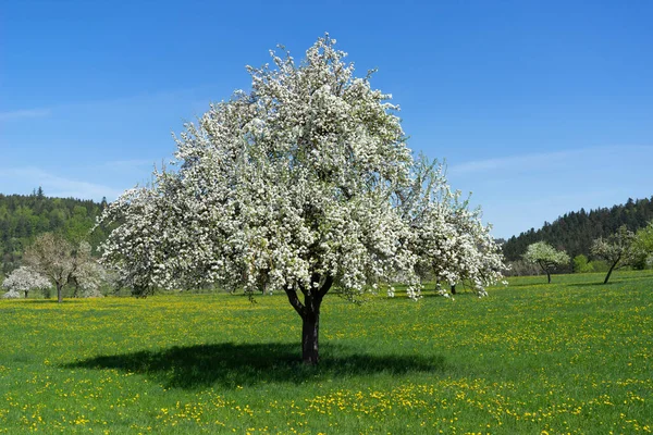 Großer Blühender Apfelbaum Auf Einer Wiese Mit Löwenzahn — Stockfoto