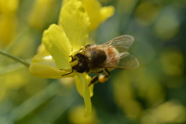 Broušená Medová Včela Opyluje Žlutý Květ Jaře Sbírá Nektar Pro — Stock fotografie