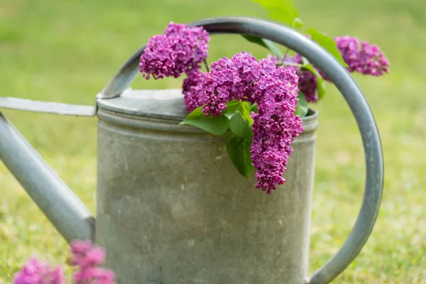 Fleurs Lilas Dans Arrosoir — Photo