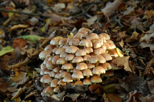 Growing Mushrooms Forest Nature Background — Stock Photo, Image