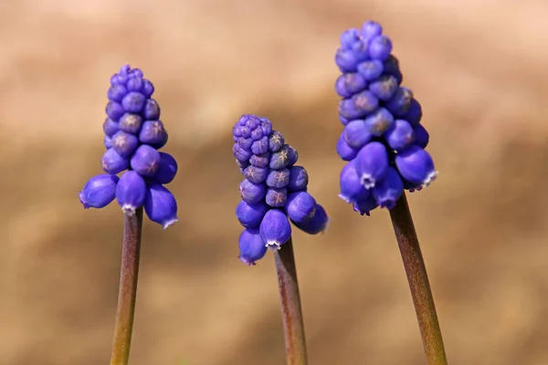 Três Jacintos Uva Azul Frente Arenito Vermelho — Fotografia de Stock