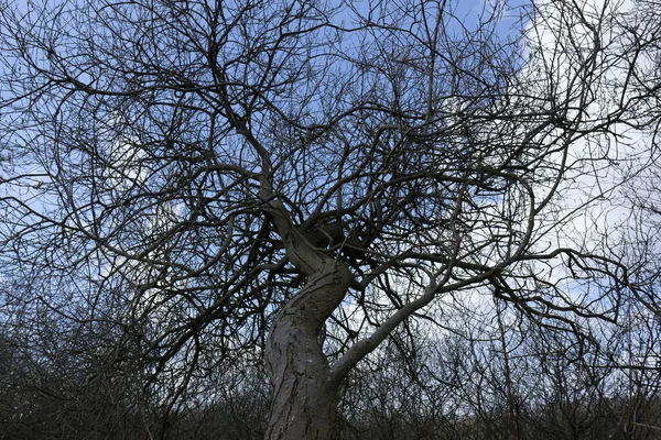 Weide Gegen Den Himmel Fotografiert — Stockfoto