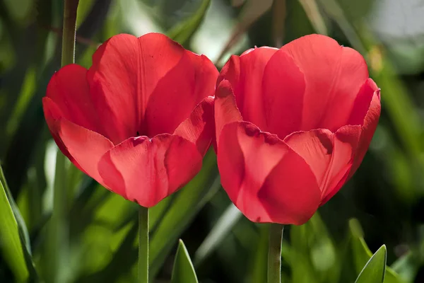 Tulipanes Rojos Tulipa Primer Plano Jardín Austria Sin Telarañas — Foto de Stock