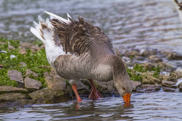 Scenic View Geese Birds Nature — Stock Photo, Image