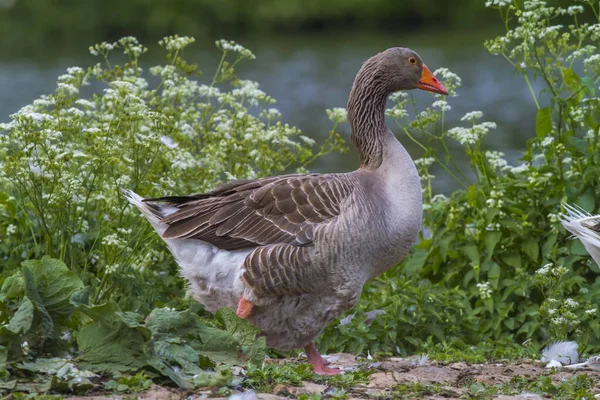 Scenic View Geese Birds Nature — Stock Photo, Image