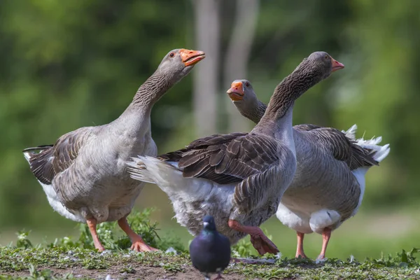 Vista Panorámica Las Aves Gansas Naturaleza —  Fotos de Stock