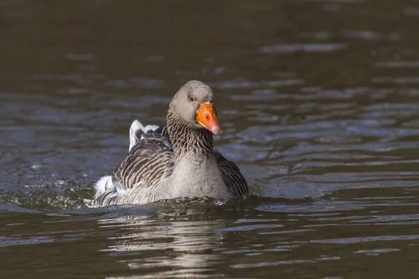 Scenic View Geese Birds Nature — Stock Photo, Image