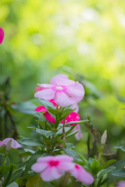 色とりどりの花の背景イメージ 背景自然 — ストック写真