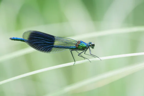 Sida Full Längd Bandad Demoiselle Calopteryx Splendens Sitter Ett Grässtrå — Stockfoto