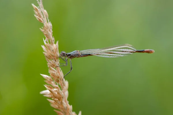 一只年轻的雄性普通冬季蜻蜓 Sympecma Fusca 坐在玉米穗上的侧面全景 — 图库照片