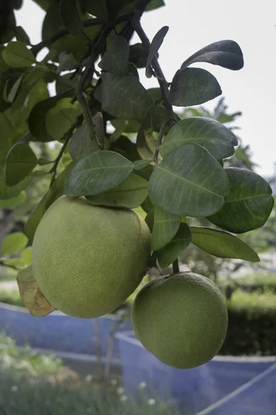 Pomelo Fruta Árvore Citrus Maxima Foto Stock — Fotografia de Stock