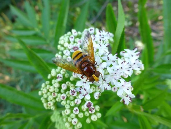 Foto Avispón Imitar Aerodeslizador Sentado Una Flor Blanca — Foto de Stock