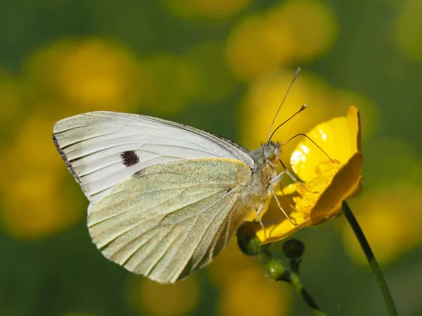 Güzel Renkli Kelebeğin Yakın Görüntüsü — Stok fotoğraf