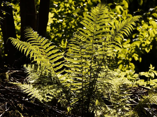 Helecho Bosque —  Fotos de Stock