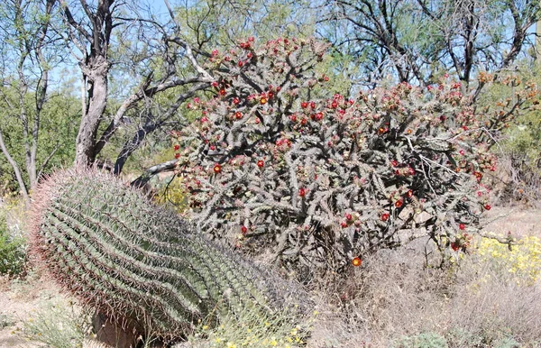 Saguaro Ulusal Parkı Arizona Abd — Stok fotoğraf