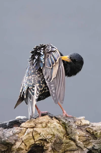 Stjärna Fjäderdräktsvården — Stockfoto