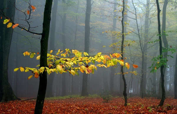 Dimma Morgon Oktober Skogen — Stockfoto