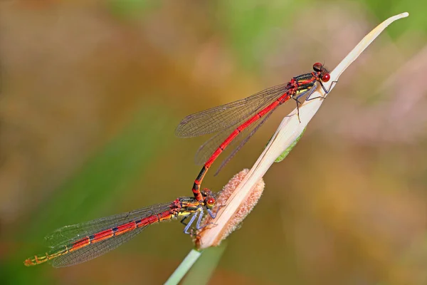 Accouplement Avec Adonis Jeune Fille Nymphula Pyrrhosoma — Photo