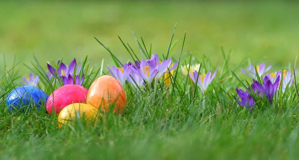 Colorful Easter Eggs Green Meadow Crocuses — Stock Photo, Image