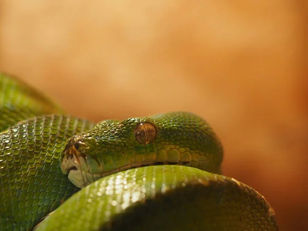 Vista Majestuosa Serpiente Pitón Salvaje — Foto de Stock