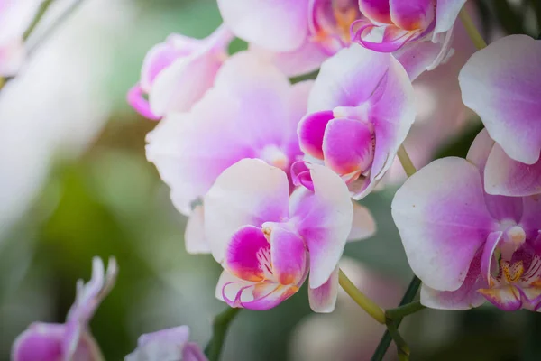 Background Image Colorful Flowers Background Nature — Stock Photo, Image