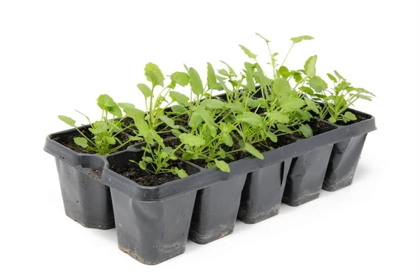 Plusieurs Petites Plantes Herbacées Dans Petits Pots Plantes Libérés Sur — Photo