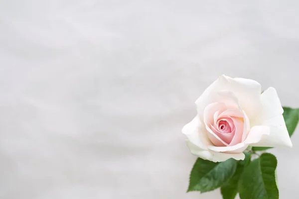 Single White Rose White Background Wedding — Stock Photo, Image