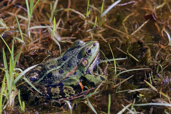 Lagoa Sapo Pelophylax Esculenta Margem Lago — Fotografia de Stock