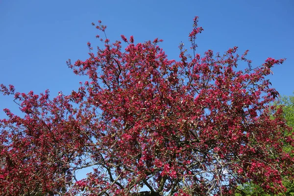 Bel Colpo Botanico Carta Parati Naturale — Foto Stock