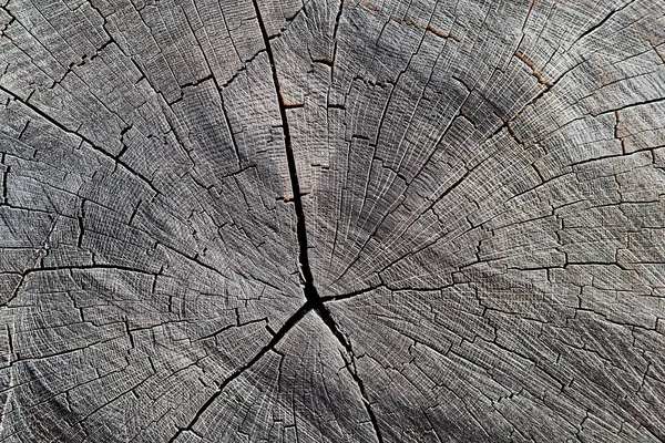 Estrutura Tronco Árvore Serrada Uma Floresta — Fotografia de Stock