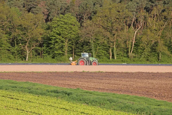 Трактор Квітні Спаржевому Полі — стокове фото