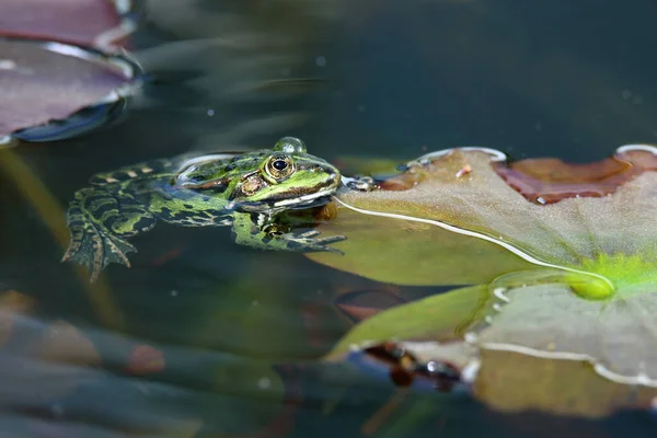 リリーパッドにカエルラナ エスカレンタ池 — ストック写真