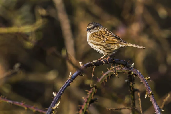 Baie Hérisson Vue Côté Repose Sur Une Branche — Photo