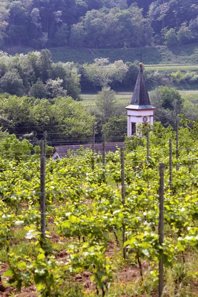 Kerk Toren Van Amoltern Keizerlijke Stoel Achter Wijnstokken — Stockfoto