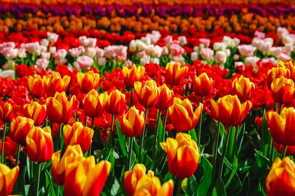 Tulipanes Holanda Primavera — Foto de Stock