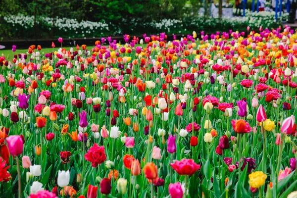 Tulpen Holland Frühling — Stockfoto