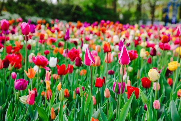 Tulpen Holland Frühling — Stockfoto