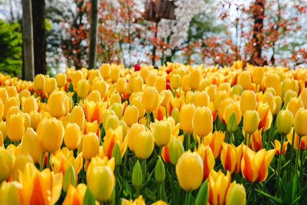 Tulipanes Holanda Primavera — Foto de Stock