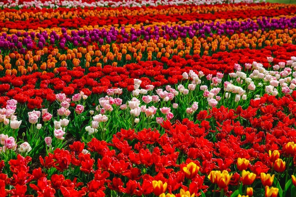 Tulipanes Holanda Primavera —  Fotos de Stock