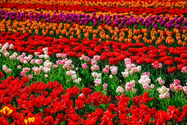 Tulipanes Holanda Primavera —  Fotos de Stock