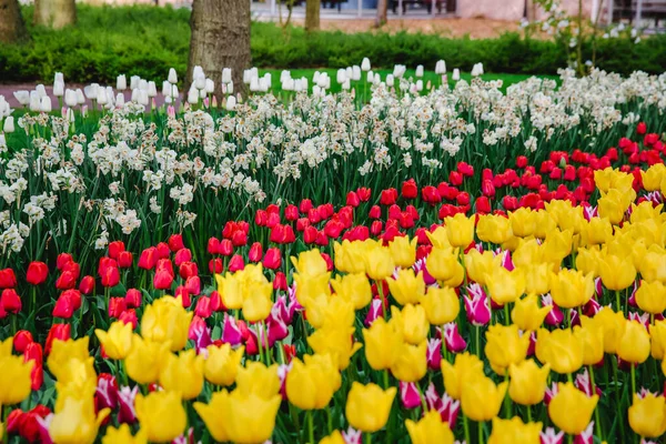 Tulipán Hollandiában Tavasszal — Stock Fotó